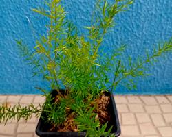 Aspargo Alfinete - Asparagus Densiflorus Sprengeri