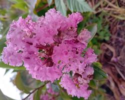 Arvore Resedá Lagerstroemia Indica