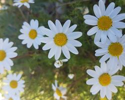 Margarida planta em vaso