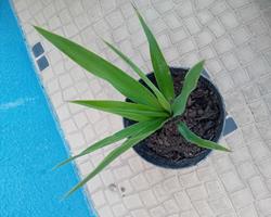 Árvore Yucca