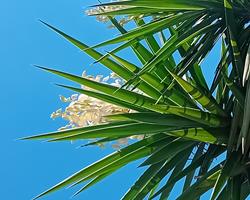 Árvore Yucca
