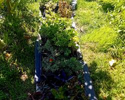 100 variedades de plantas, 2.50 por planta