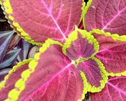 Coleus Solenostemon Scutellarioides