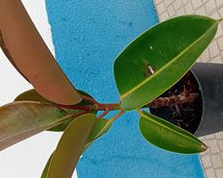Arvore da borracha Ficus Elastica