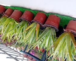 Aloe Vera Barbadensis