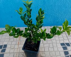 Evónimo do Japão (Euonymus Japonicus)