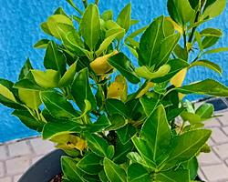 Evonimo do Japao (Euonymus Japonicus)