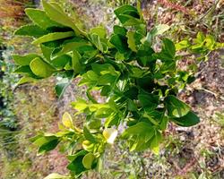 Evonimo do Japao (Euonymus Japonicus)