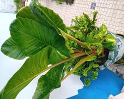 Alocasia, feto e pothos