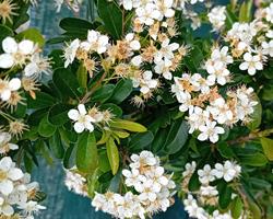 Pyracantha Coccinea em vaso