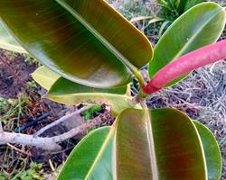 Arvore da borracha Ficus Elastica