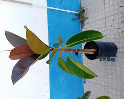 Arvore da borracha Ficus Elastica