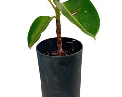 Arvore da borracha Ficus Elastica