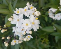 Trepadeira Solanum Jasminoides