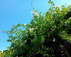 Trepadeira Solanum Jasminoides