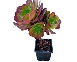 Aeonium arboreum atropurpureum suculenta