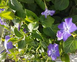 Vinca Maior variegada e nao variegada