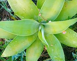 Agave Attenuata