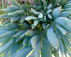 Senecio suculenta