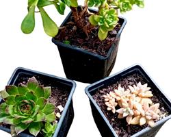 Trio de suculentas em vaso