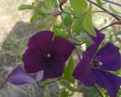 Trepadeira Clematis Jackmanii roxa