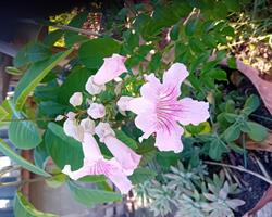 Trepadeira Trombeta Chinesa cor de rosa