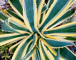 Agave Americana  em vaso