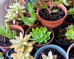10 suculentas mix