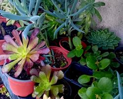10 suculentas mix