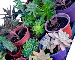 10 suculentas mix