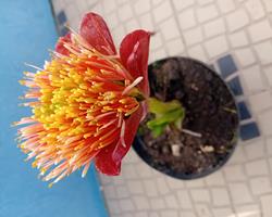 Lirio pincel Scadoxus Puniceus