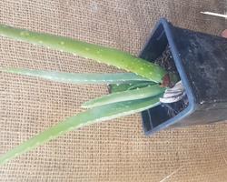 Aloe Vera em vaso (7 disponiveis)
