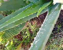 Aloe Vera Barbadensis