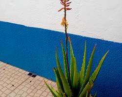 Aloe Vera Barbadensis