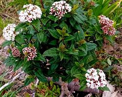 Viburnum Tinus (Folhado)