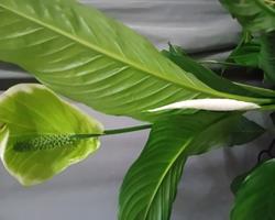 Lirio da Paz