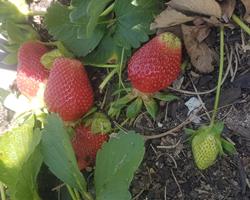 Morangueiro Camarosa