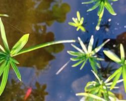 Papiro anao planta para lago exterior