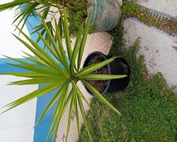 Palmeira yucca