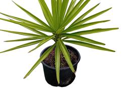 Palmeira yucca