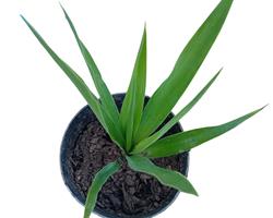 Palmeira yucca