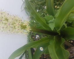 planta bromélia da flor ananás