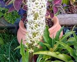 Eucomis da flor ananás