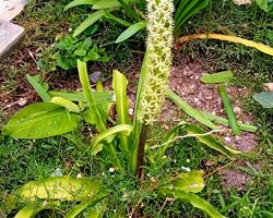 Eucomis da flor ananás