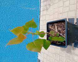 Arvore choupo Populus Nigra