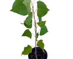 Arvore choupo Populus Nigra