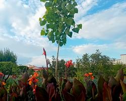 Arvore choupo Populus Nigra