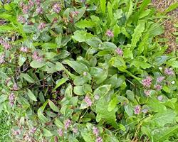 Tradescantia Callizia Repens