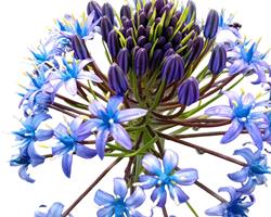 Scilla Peruvianna/ Cebola albarrã do Peru