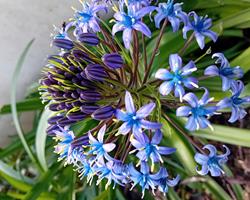 Scilla Peruvianna/ Cebola albarrã do Peru